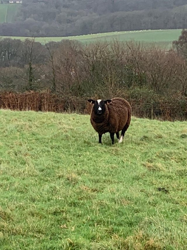 Preview of the first image of Pure Entire Male Zwartble Ram.