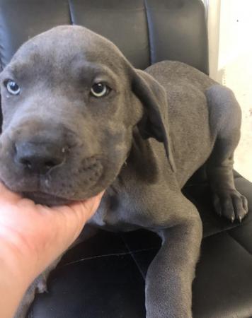 Image 29 of 4 LEFT! - 12 Healthy Chunky Solid Blue Great Dane Puppies