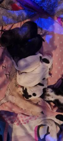Image 6 of Spaniel cross pups 1 girl 2 boys available