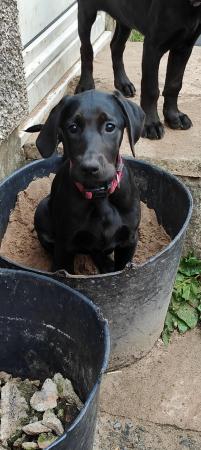 Image 1 of Doberman x Labrador puppies for sale