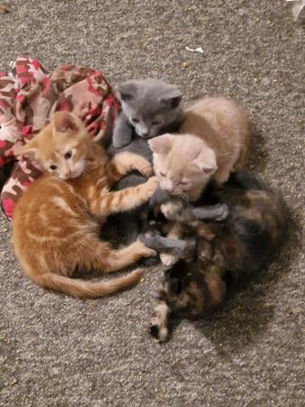 Image 23 of Mixed litter of kittens