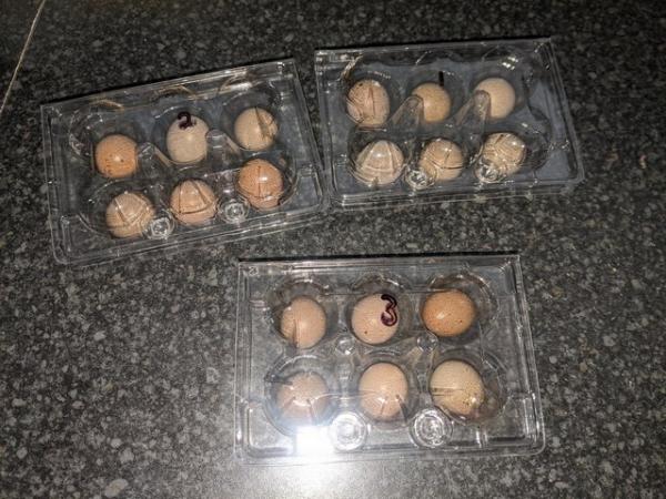 Image 1 of Fertile CPQ hatching eggs