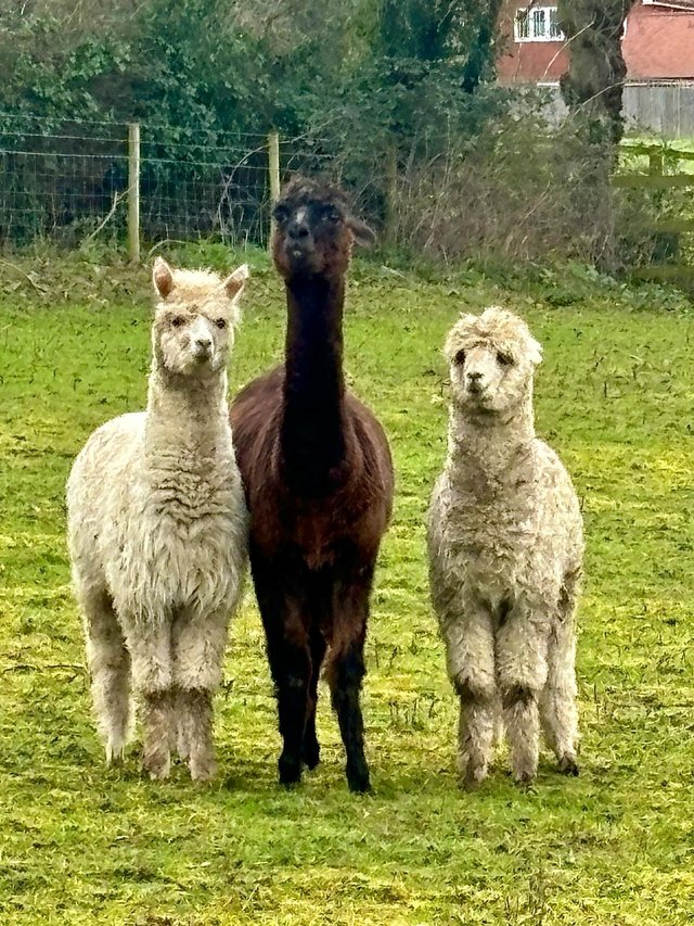 Preview of the first image of Alpaca cria weanlings  for sale.