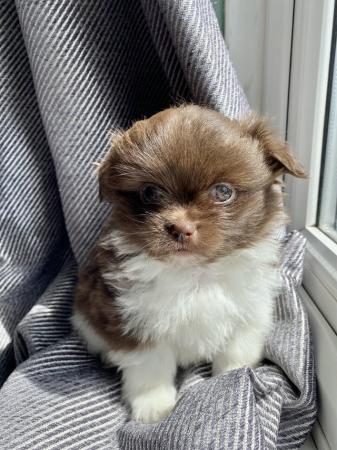 Image 4 of Ready Now Beautiful Pom shih pups 1 female 1 male