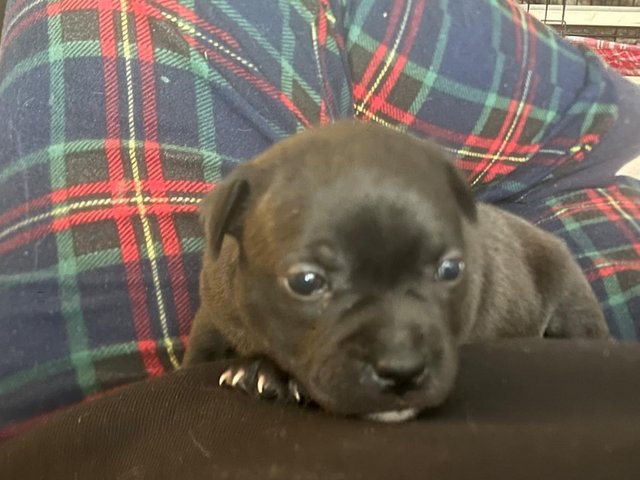 Preview of the first image of Staffordshire bull terrier puppy (female).
