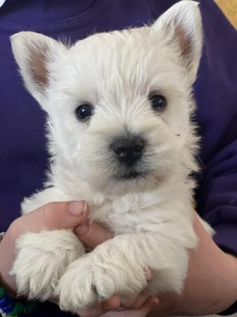 Image 4 of Ready NOW West highland white terrier KC reg