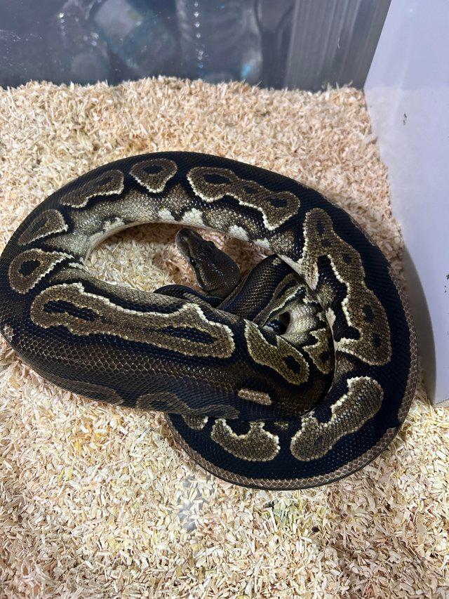 Preview of the first image of cinny female royal python cb22.