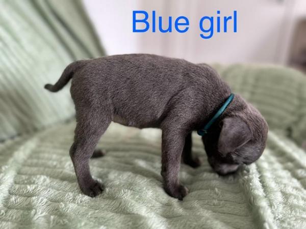 Image 13 of 6 remaining KC registered Blue Staff puppies