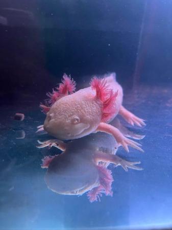 Image 2 of 2 year old Male axolotls available- various colours.