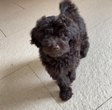 Image 5 of 11 month old Cavapoo Dog