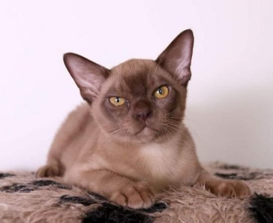 Image 1 of Exceptional Burmese kittens