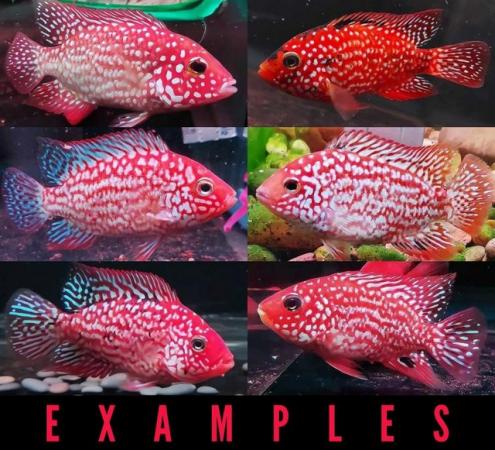 Image 8 of Unfaded Super Red Texas Cichlids