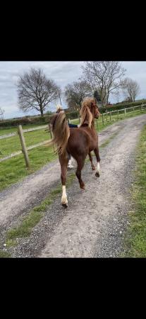 Image 2 of 12h reg welsh mare for loan