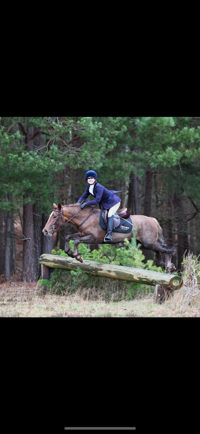 Preview of the first image of Fun all-rounder 13.2 gelding with lots of potential.