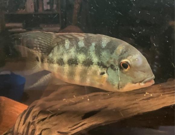 Image 2 of True parrot South American cichlid 12”