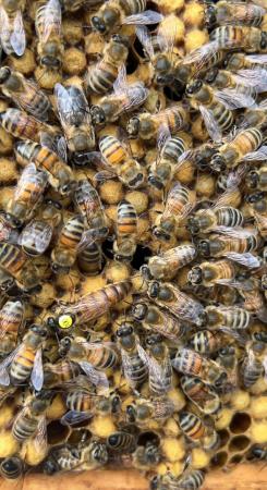 Image 28 of Bee Nucs overwintered 2024 for sale