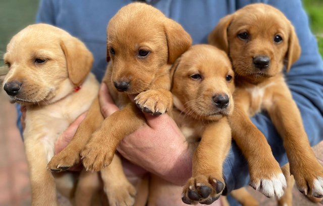 Image 3 of Fox red and Yellow labrador puppies. KC registered