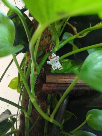 Image 5 of Poison dart frog tadpole (Santa Isabel)
