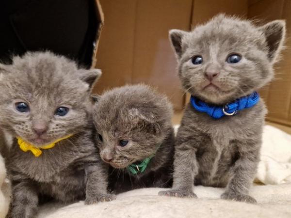 Image 6 of Russian blue Cross kittens