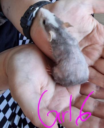 Image 21 of Friendly Female Rat Babies