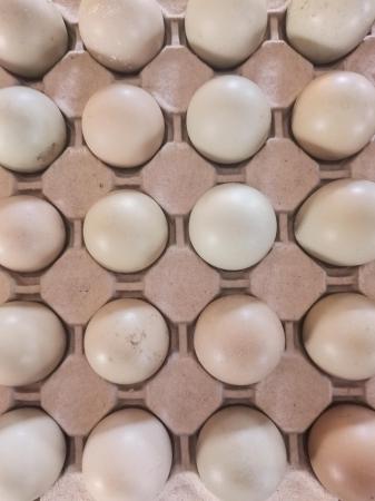 Image 2 of 6x White Pheasant Hatching eggs