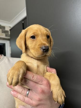 Image 8 of Last bitch left fox red Labrador puppy for sale