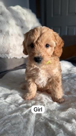 Image 2 of Lovely 11 week old jackapoo x poodles puppies for sale