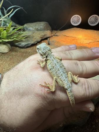Image 4 of Bearded Dragon Hatchlings - Normals