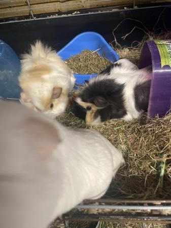 Image 2 of Young guinea pigs for sale. Boars and sows.