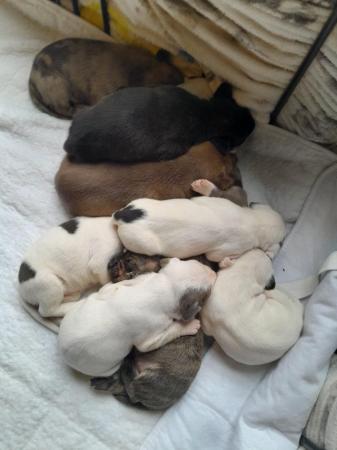 Image 19 of Staffordshire bull terrier puppies