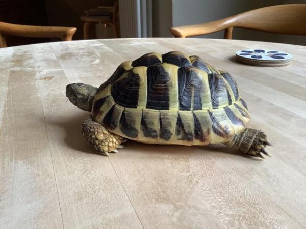 Image 5 of Male Herman tortoise 5 1/2 years old