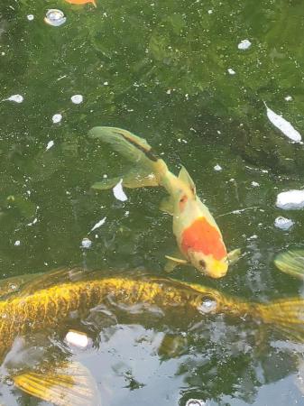 Image 1 of 5 healthy Young koi for sale to go together