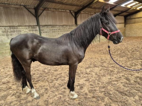 Image 1 of 2 year old Welsh Section D Gelding