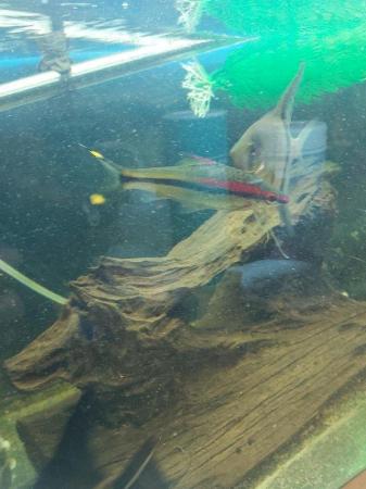 Image 5 of Tropical fish . Angels, King Tiger plecos and Red torpedo