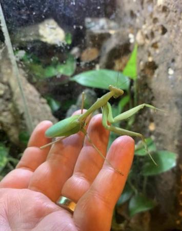 Image 5 of Asian Praying Mantis (Hierodula membrencea) L2-L4 4 for £10