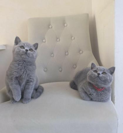 Image 25 of Amazing British Shorthair Blue registered kittens