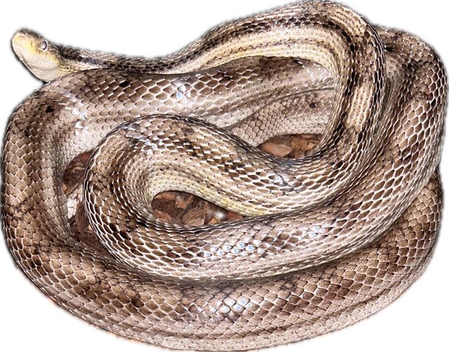 Preview of the first image of Stunning adult corn snakes.
