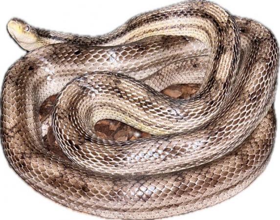 Image 1 of Stunning adult corn snakes