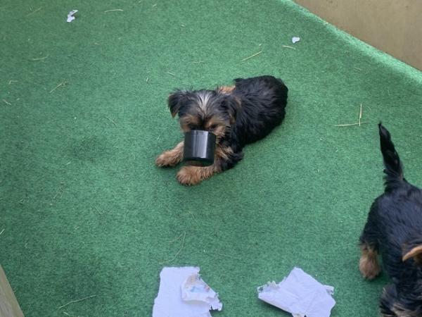 Image 3 of Yorkshire terrier puppies for sale ready now