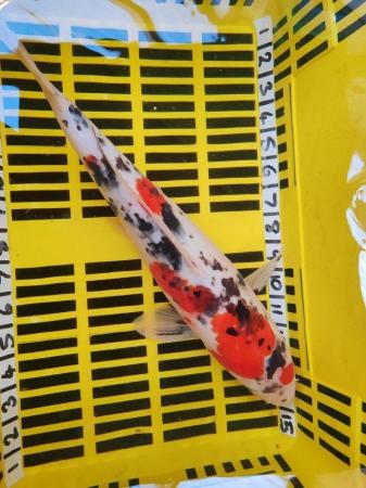 Image 5 of LARGE KOI POND FISH HEALTHY AND STRONG 16 INCH