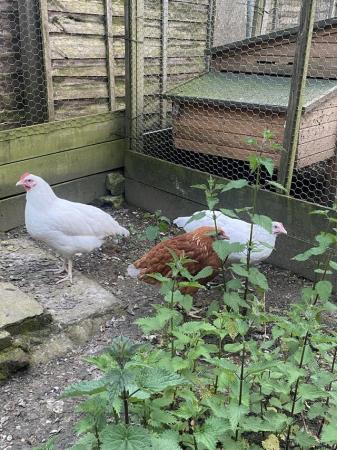 Image 1 of POL Chicken’s For Sale, all different breeds. Hens
