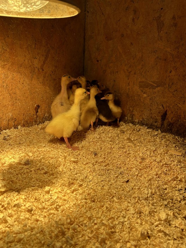 Preview of the first image of *****Unsexed ducklings ****.