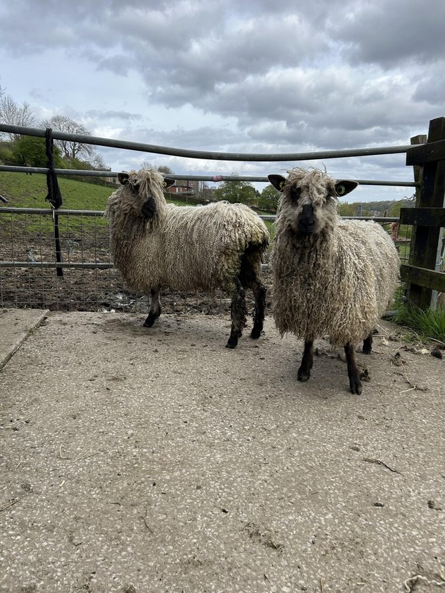 Preview of the first image of Pedigree teeswater gimmers.