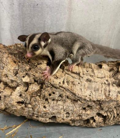 Image 4 of Various baby Sugar gliders available