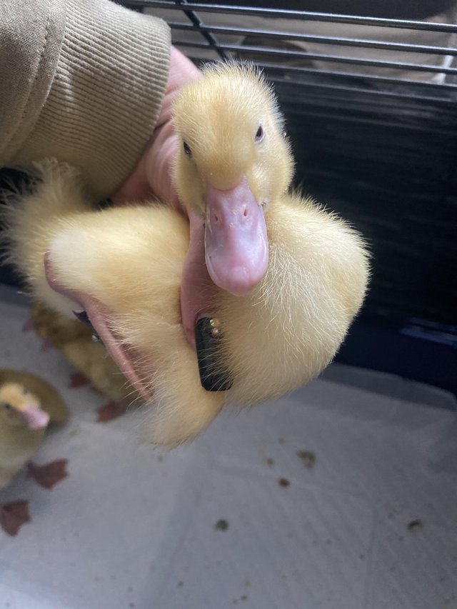Preview of the first image of Cherry Valley Peking ducklings.
