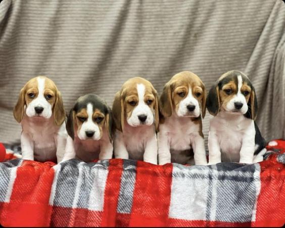 Image 14 of STUNNING CHUNKY KC BEAGLE PUPPIES READY NOW