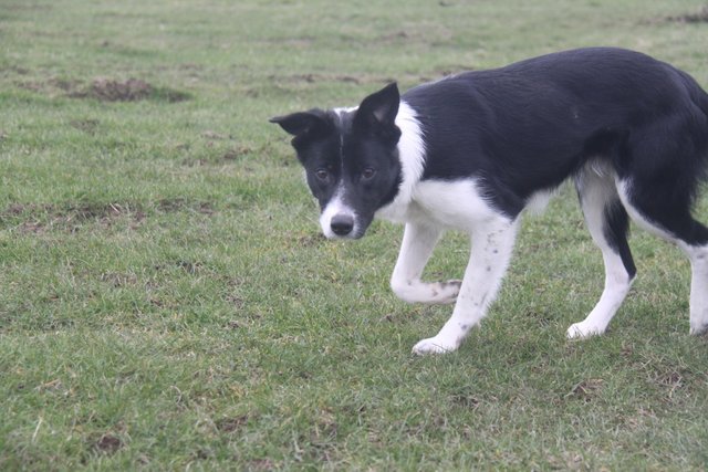 Image 3 of 11 months old border collie bitch looking for a sweet family