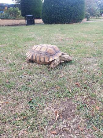 Image 1 of Large male sulcata tortoise