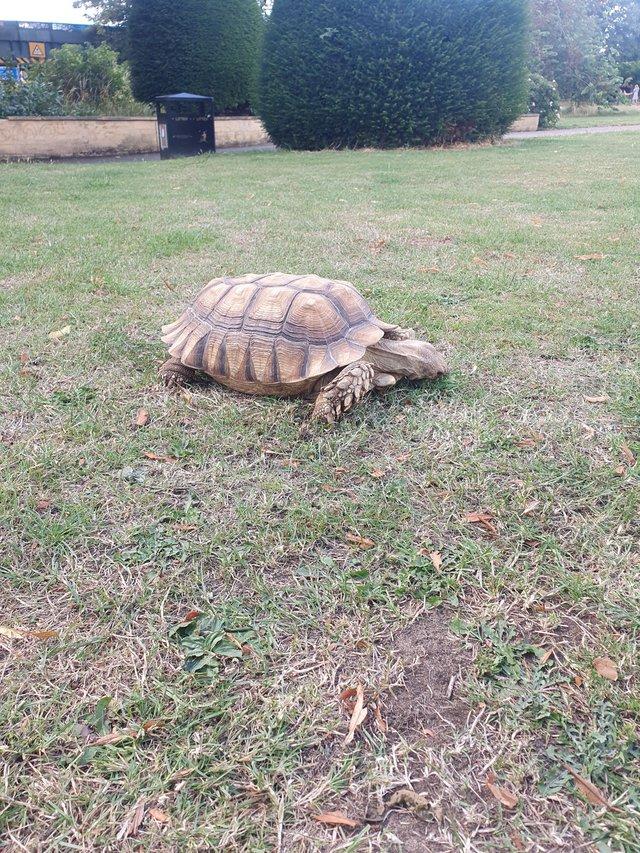 Preview of the first image of Large male sulcata tortoise.
