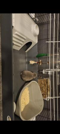Image 4 of 14 week old mini lop (vaccinated) plus cage & litter tray